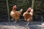 chickens-164419_640